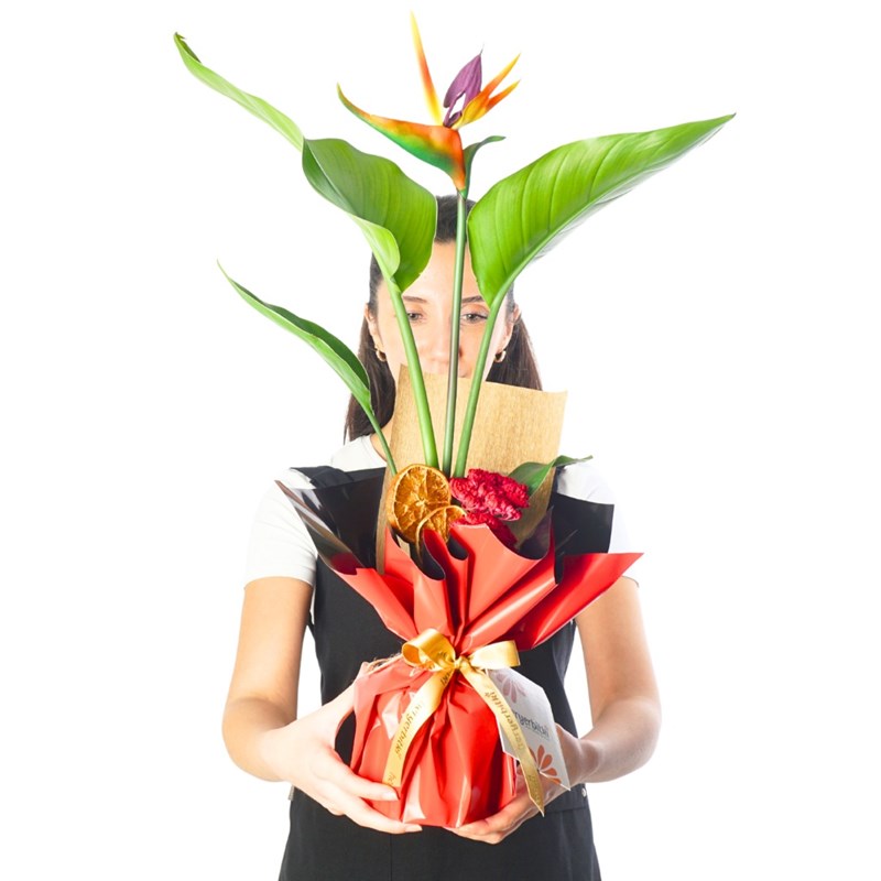 Gift-Wrapped Artificial Flowers for Strelitzia