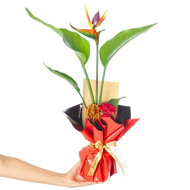 Gift-Wrapped Artificial Flowers for Strelitzia