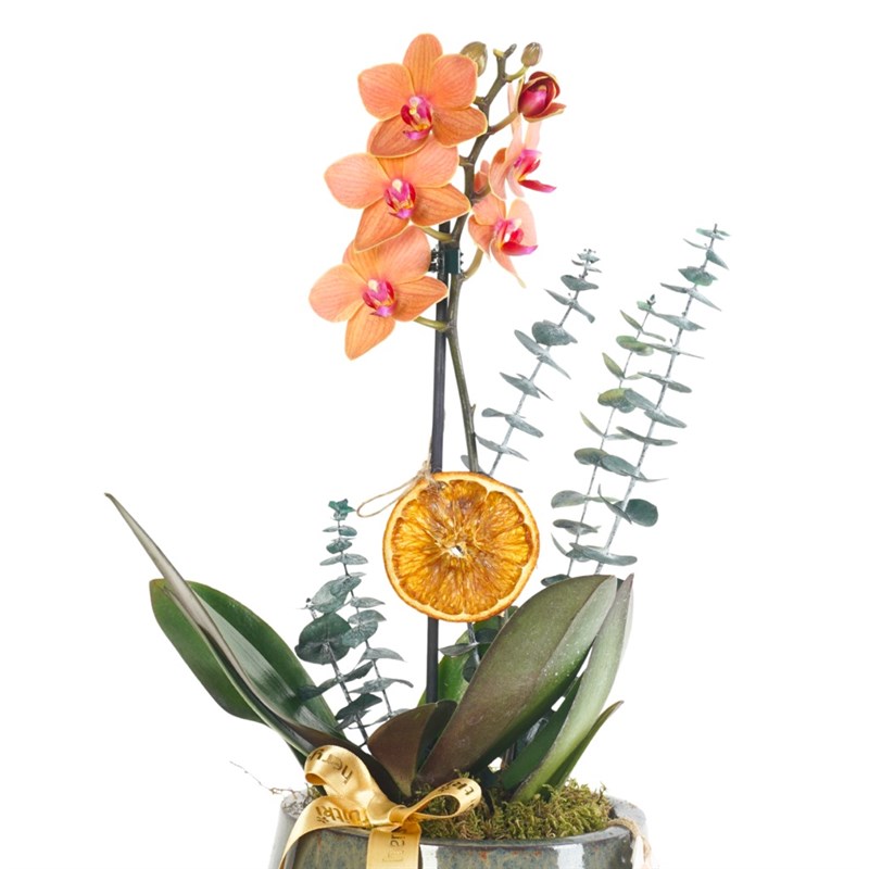 Premium Coral Gift (Ateş Orkide Aranjmanı)