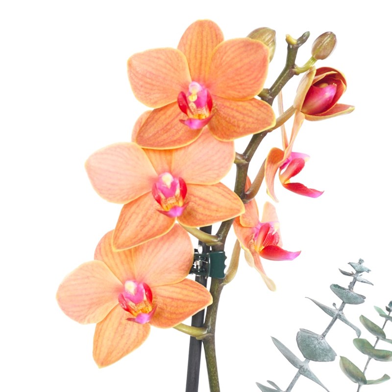 Premium Coral Gift (Ateş Orkide Aranjmanı)