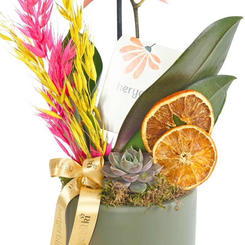 Coral Garden Gift (Fire Orchid Arrangement)