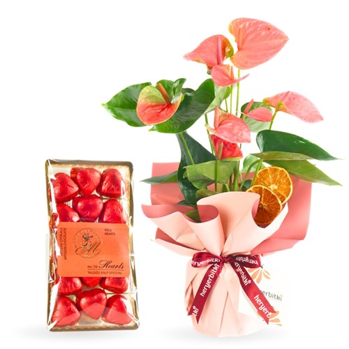 Pink Anthirium & Melodi Heart Chocolate Bundle