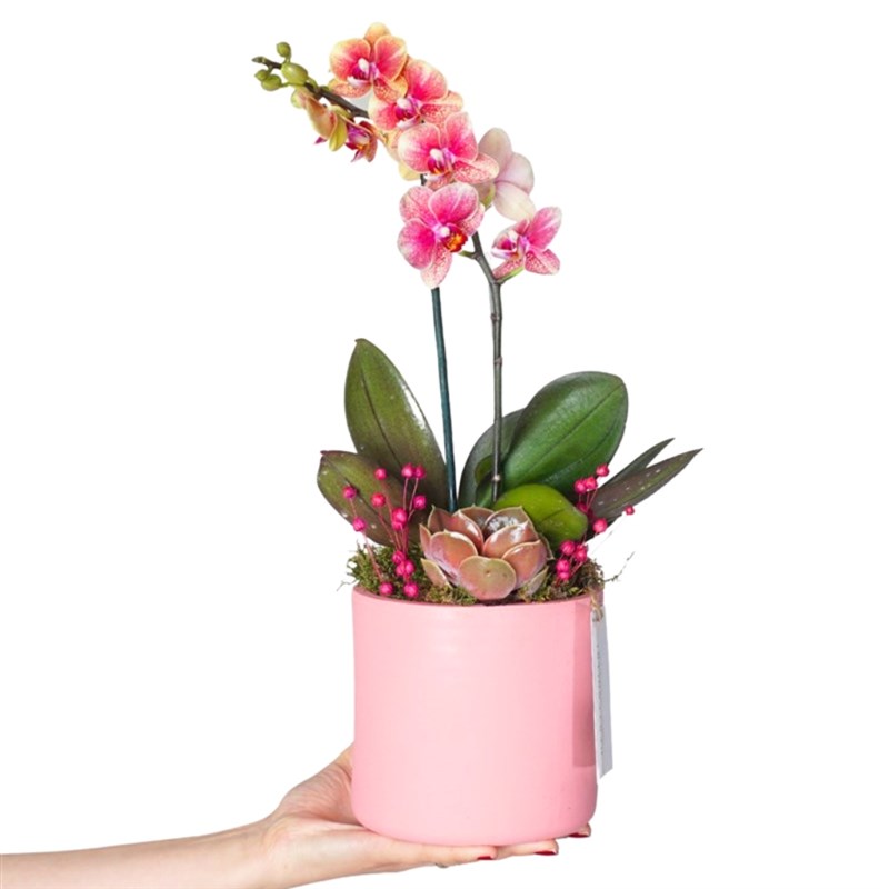 Pink Coral Gift (Fire Orchid Arrangement)
