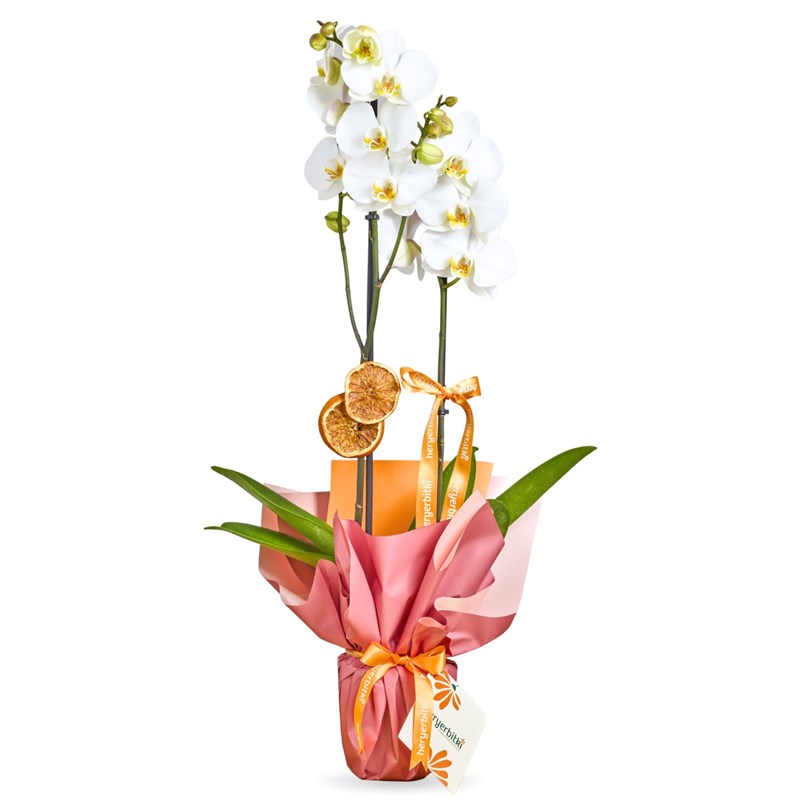 Beyaz Orkide - 2 Dallı Hediye Paketli (Crystal Orchid)