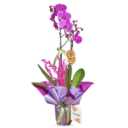 Blooming Orchid (Mor Orkide)