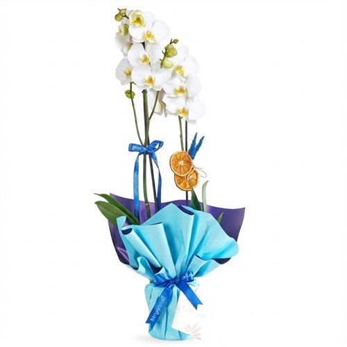 Blue Serenity Orchid (White Orchid in Blue Gift Packaging)