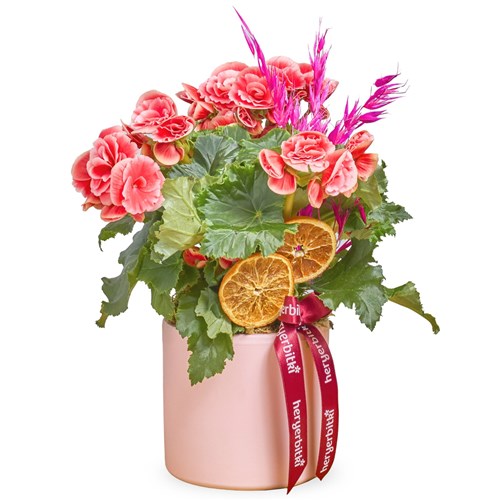 Pink Begonia (Pembe Saksıda Begonya)