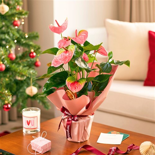 Pink Anthurium Gift (Pembe Antoryum)