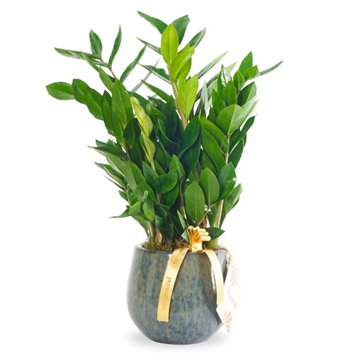 Zamia Bitkisi - Seramik Saksıda,Premium (Zamioculcas)