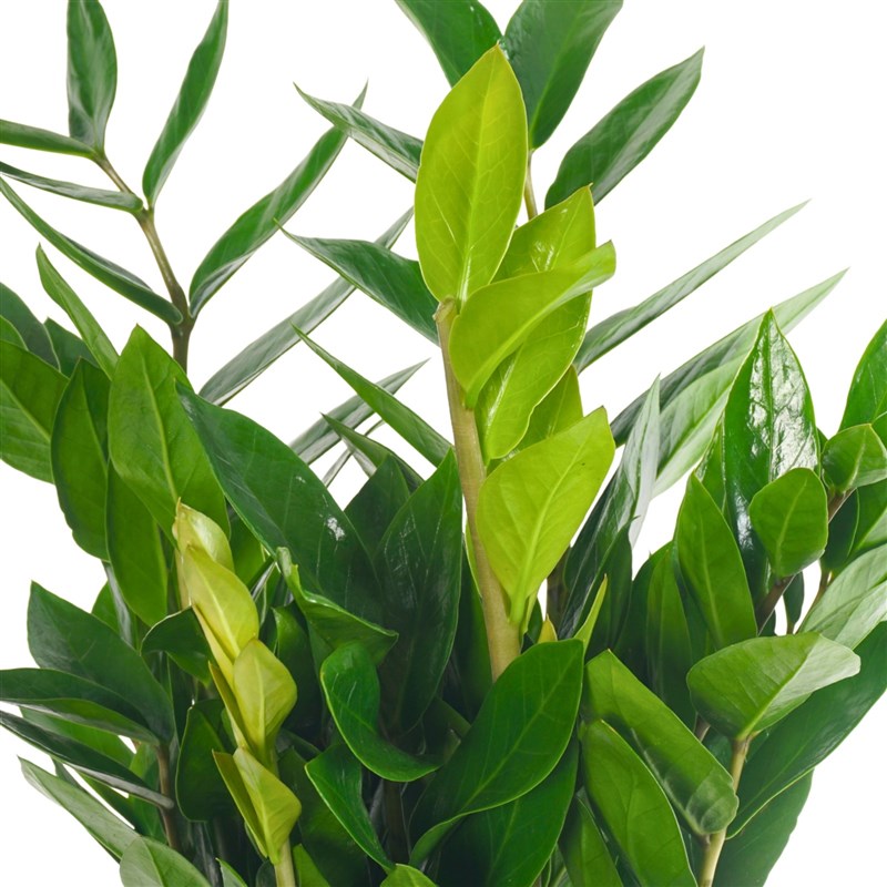 Premium Zamia Gift