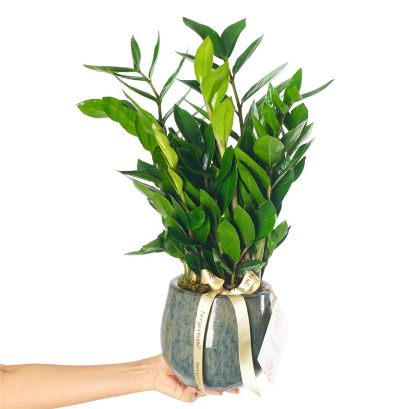 Premium Zamia Gift