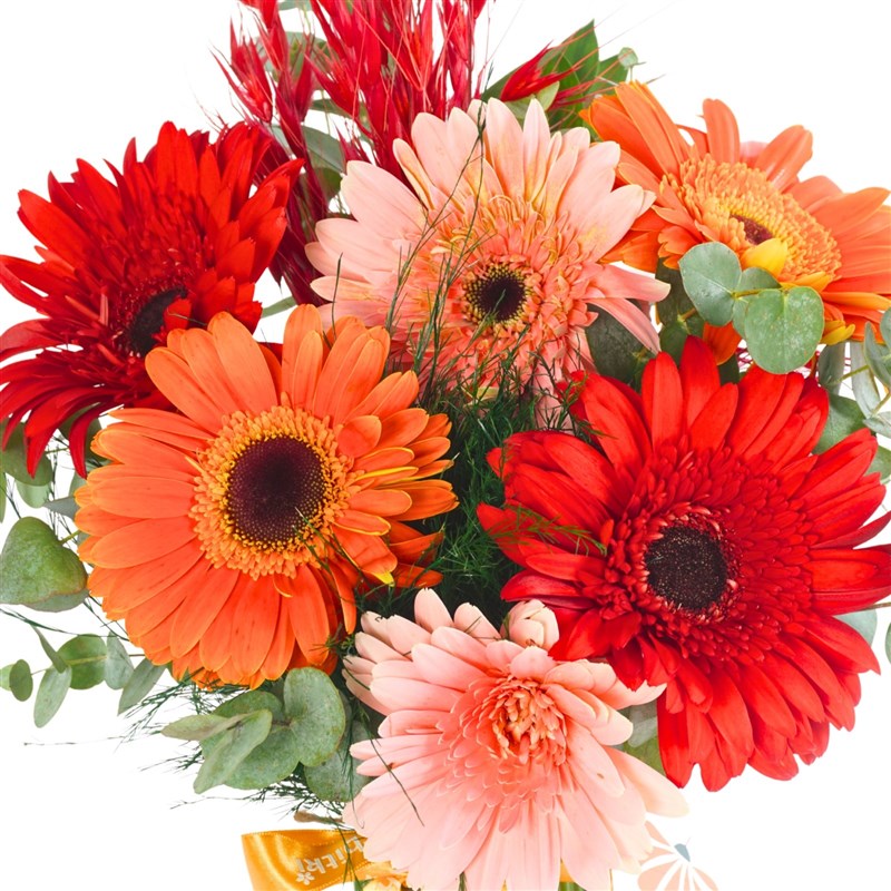 Happy Gerberas (Vazoda Renkli Gerberalar)