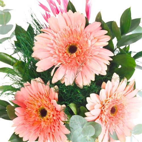 Pastel Gerberas (Pembe Gerbera Aranjmanı)