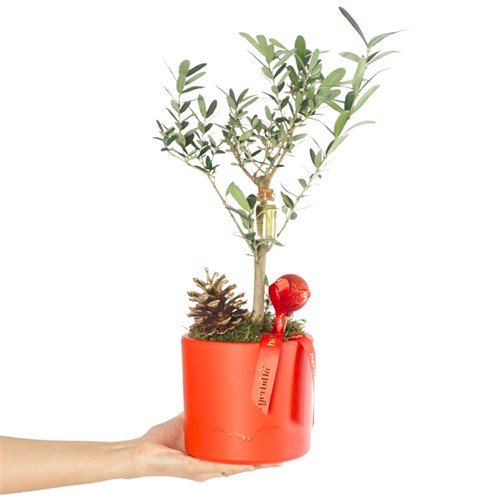 Zeytin Ağacı Aranjmanı - Kırmızı Saksıda (Olive Tree Gift)
