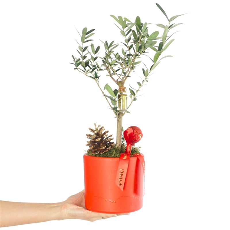 Olive Tree Gift (Olive Tree Arrangement in a Red Pot)