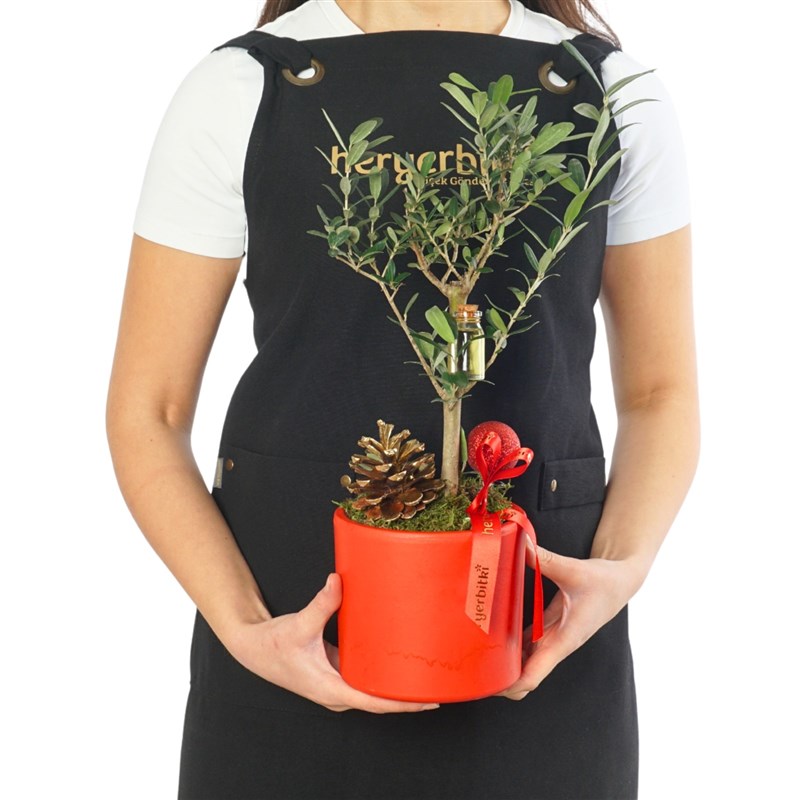 Olive Tree Gift (Olive Tree Arrangement in a Red Pot)