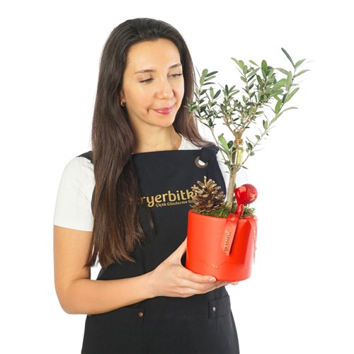 Zeytin Ağacı Aranjmanı - Kırmızı Saksıda (Olive Tree Gift)