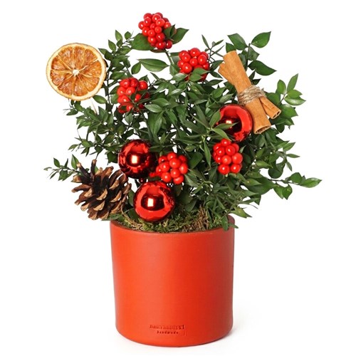 Very Merry 2 (Kırmızı Saksılı Kokina Aranjmanı)