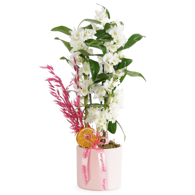 Fragrant Dendrobium Arrangement in a Pink Pot