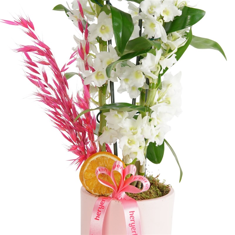 Fragrant Dendrobium Arrangement in a Pink Pot