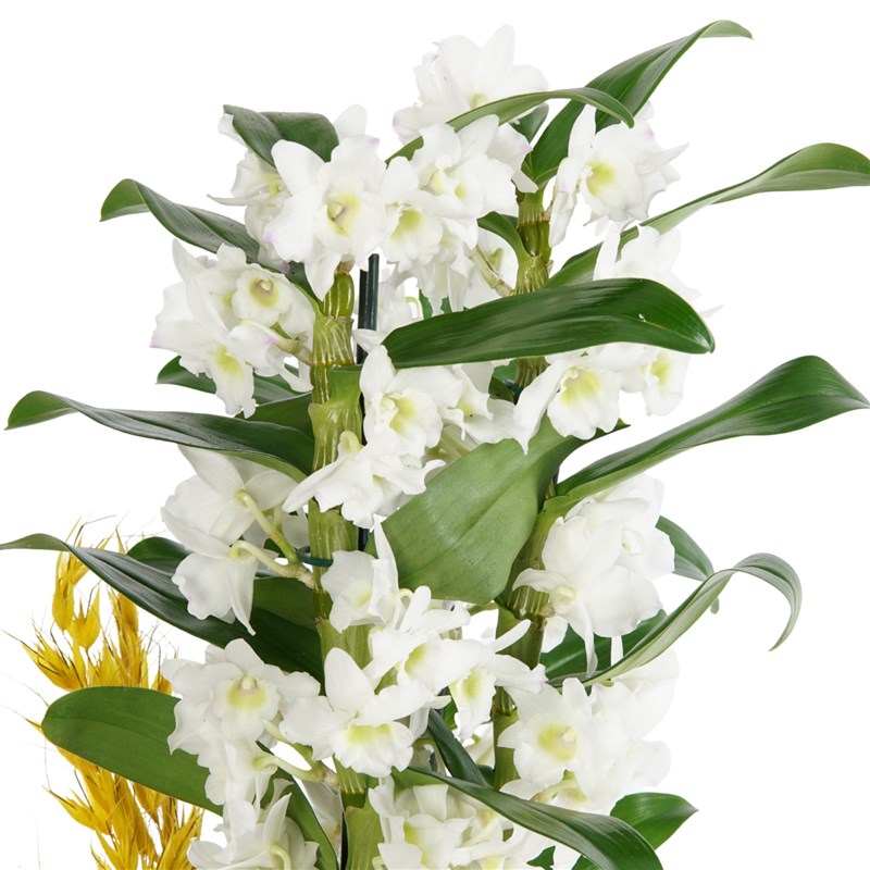 Fragrant Dendrobium Arrangement in a Green Pot