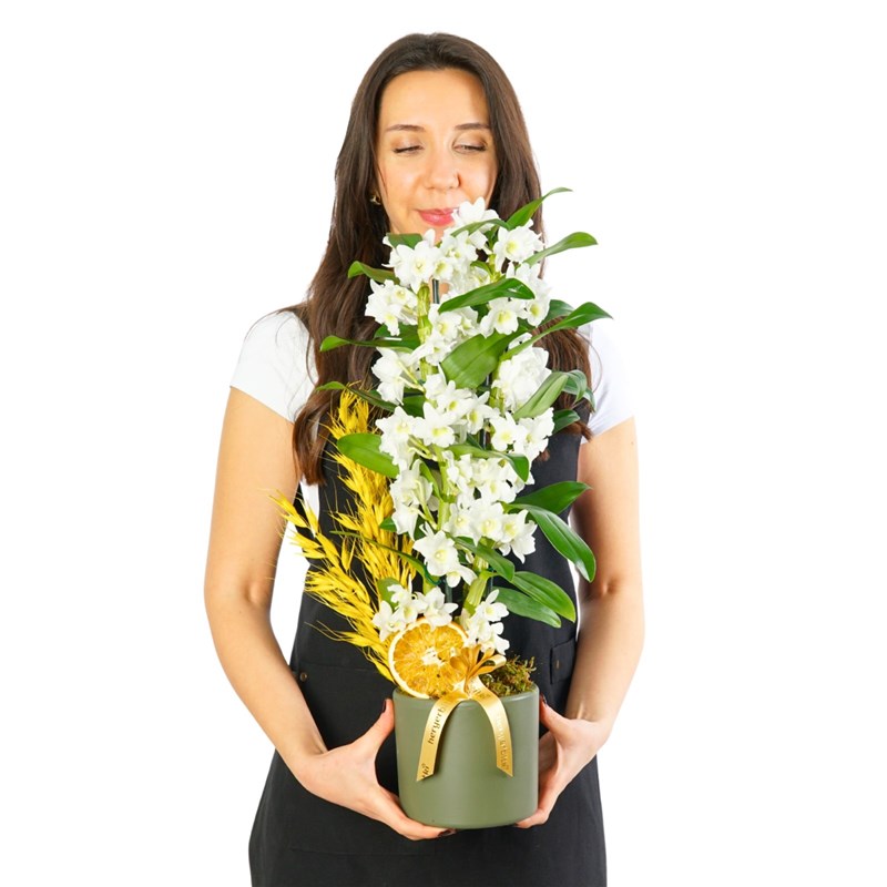 Fragrant Dendrobium Arrangement in a Green Pot