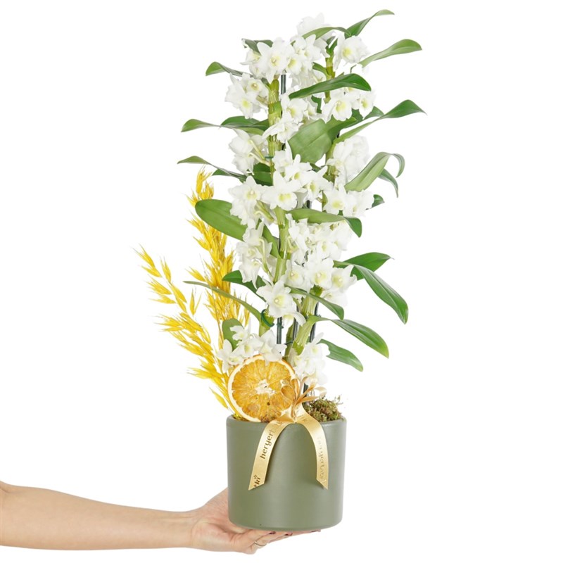 Fragrant Dendrobium Arrangement in a Green Pot