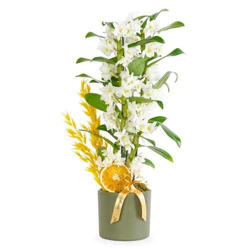 Yeşil Saksıda Kokulu Dendrobium Aranjmanı