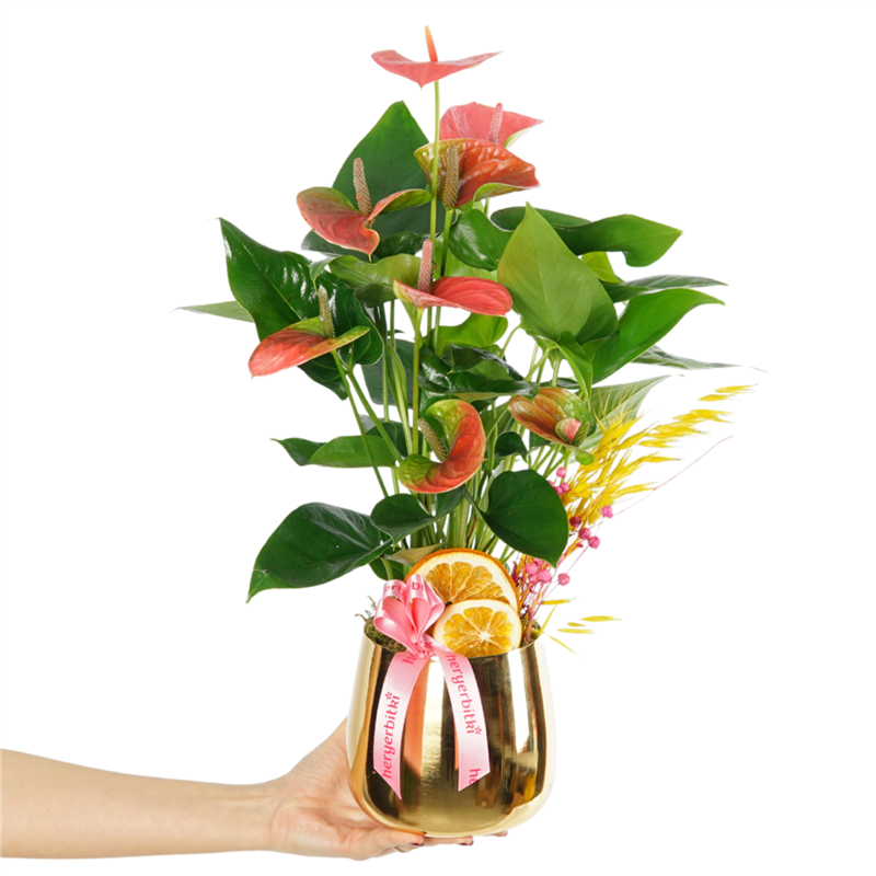 Premium Pink Anthurium (Pink Anthurium in Gold Pot)