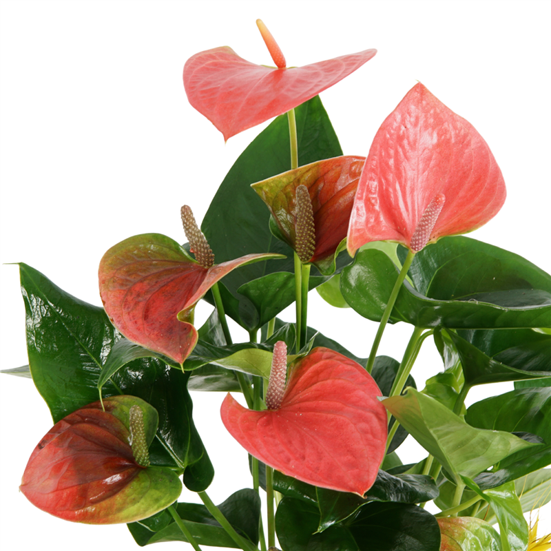 Premium Pink Anthurium (Pink Anthurium in Gold Pot)