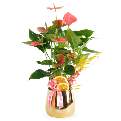Premium Pink Anthurium (Gold Saksılı Pembe Antoryum)