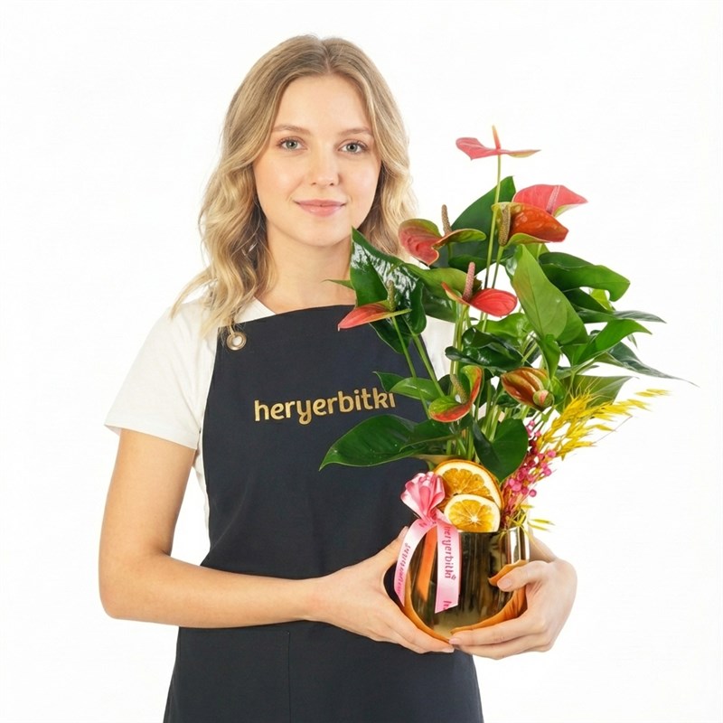 Premium Pink Anthurium (Pink Anthurium in Gold Pot)