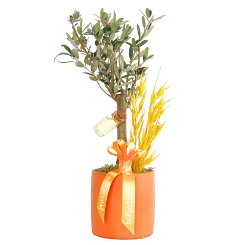 Olive Vita (Zeytin Ağacı Aranjmanı)