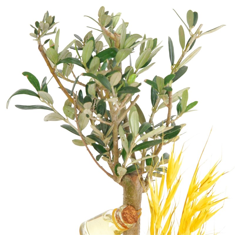 Olive Vita (Zeytin Ağacı Aranjmanı)