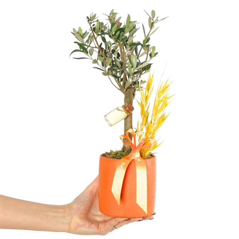Olive Vita (Zeytin Ağacı Aranjmanı)