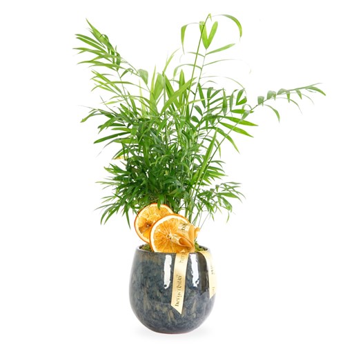 Premium Palm (Vazoda Palmiye Aranjmanı)