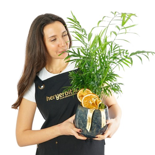 Premium Palm (Vazoda Palmiye Aranjmanı)