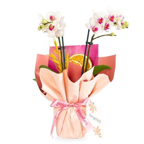 Pink Aura Gift (2 Dallı Beyaz Orkide Aranjmanı)