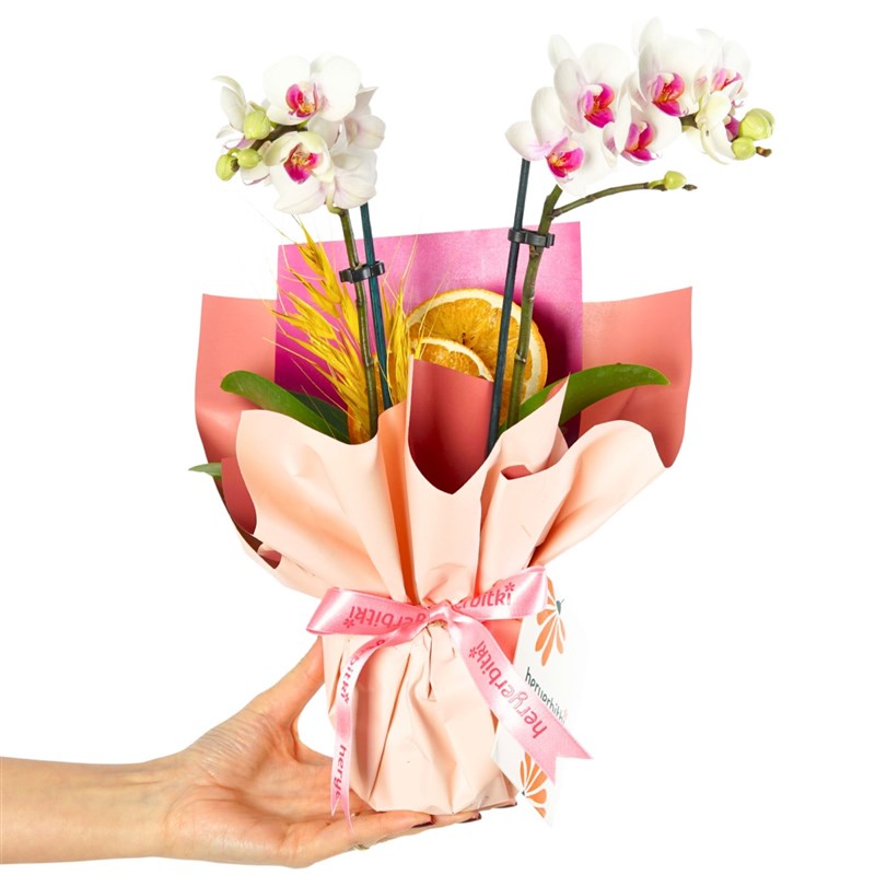 Pink Aura Gift (2 Dallı Beyaz Orkide Aranjmanı)