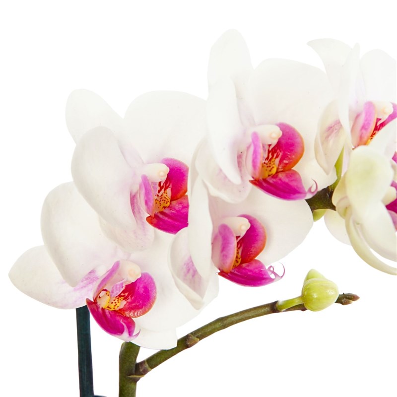 Pink Aura Gift (2 Dallı Beyaz Orkide Aranjmanı)