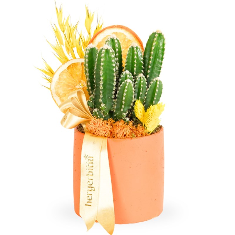 Terra (Radiation-Blocking Cactus Arrangement)