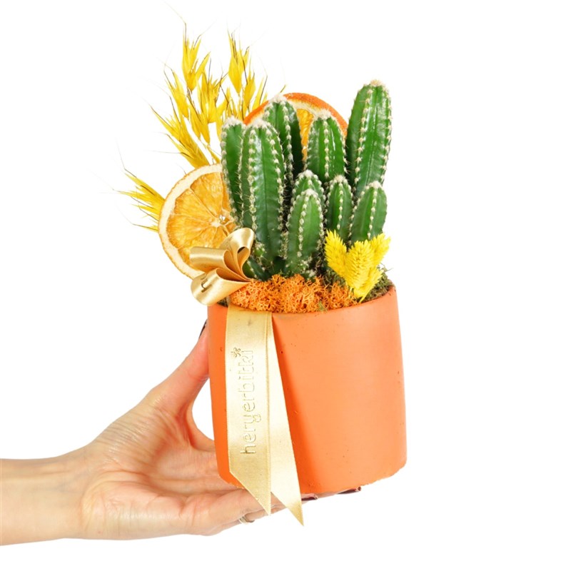 Terra (Radiation-Blocking Cactus Arrangement)