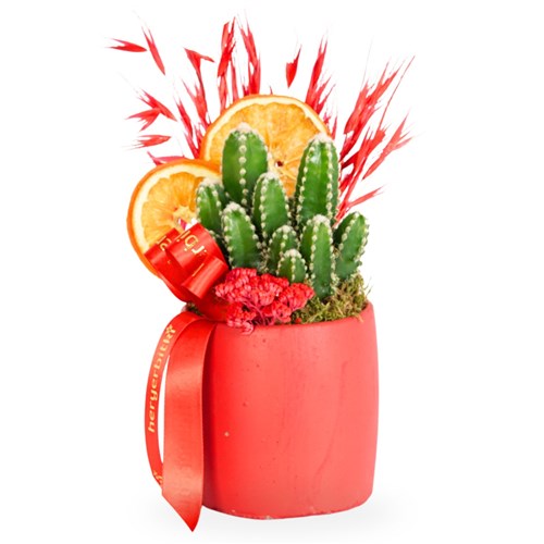 Urban Red (Radyasyon Savar Kaktüs Aranjmanı)