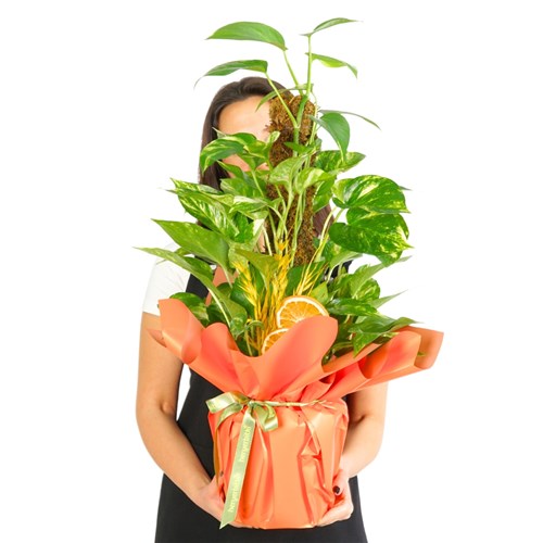 Pothos Gift (Gövdeli Pothos Sarmaşığı)