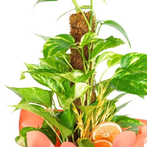 Pothos Gift (Gövdeli Pothos Sarmaşığı)