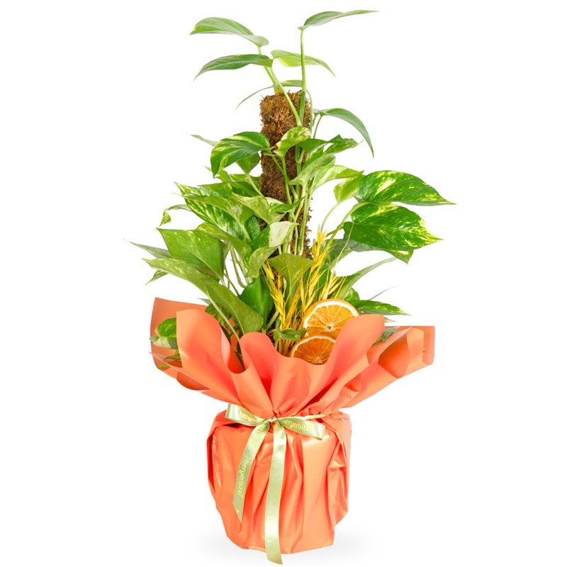 Pothos Gift (Stemmed Pothos Vine)