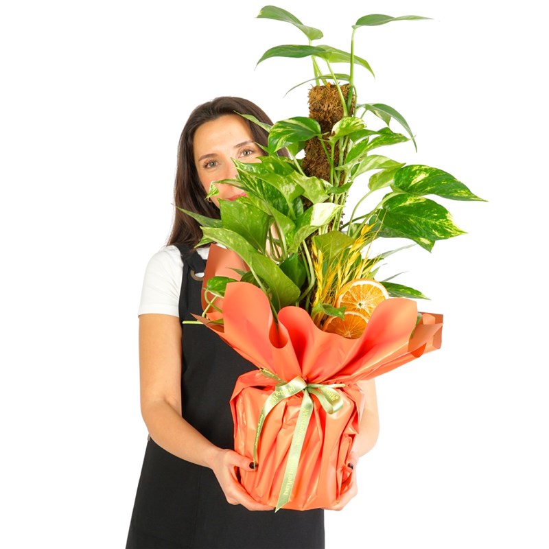Pothos Gift (Stemmed Pothos Vine)