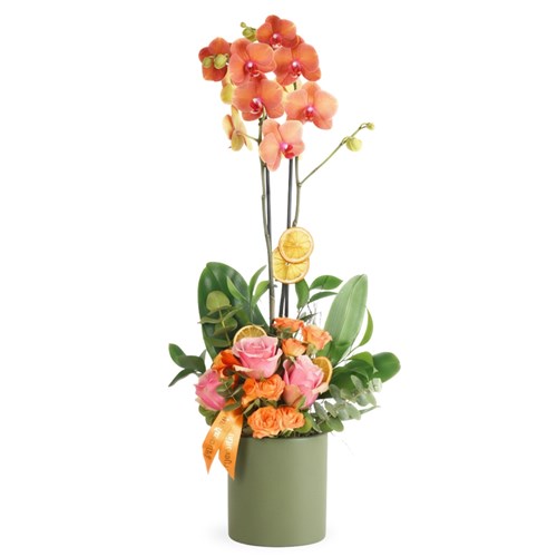 Yeşil Saksıda Coral Orkide ve Güller (Inspiration Bloom)