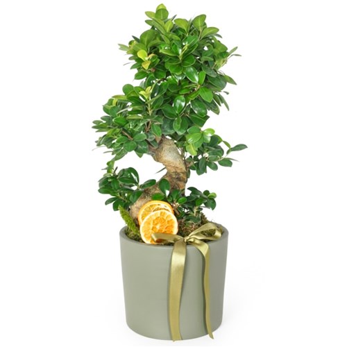 Bonsai Ağacı - S Gövdeli, Hediye (S Bonsai Gift)