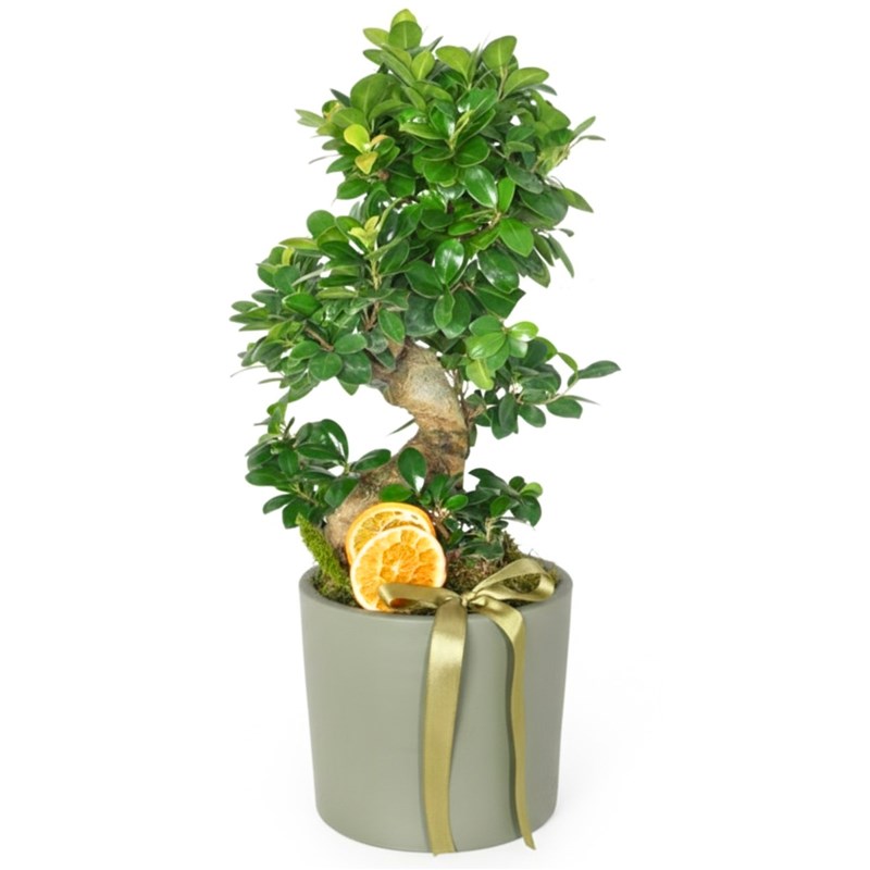 S Bonsai Gift (Gift S-Trunk Bonsai)